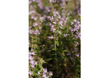 Feld-Quendel (Thymus pulegoides) - © Emanuel Trummer